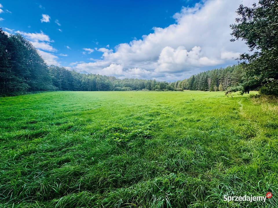 Wyjątkowa działka 242 ha wśród zieleni Cisza 24200m2 sprzedam
