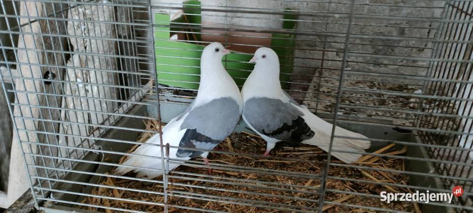 Orliki lubelskie siwe boki Tokarówka sprzedam