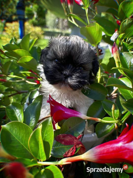 Pieski i Suczki z Rodowodem Limanowa