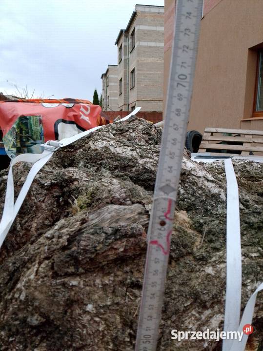 Topola czeczot XXXXL Pozostałe wielkopolskie Nowy Tomyśl sprzedam