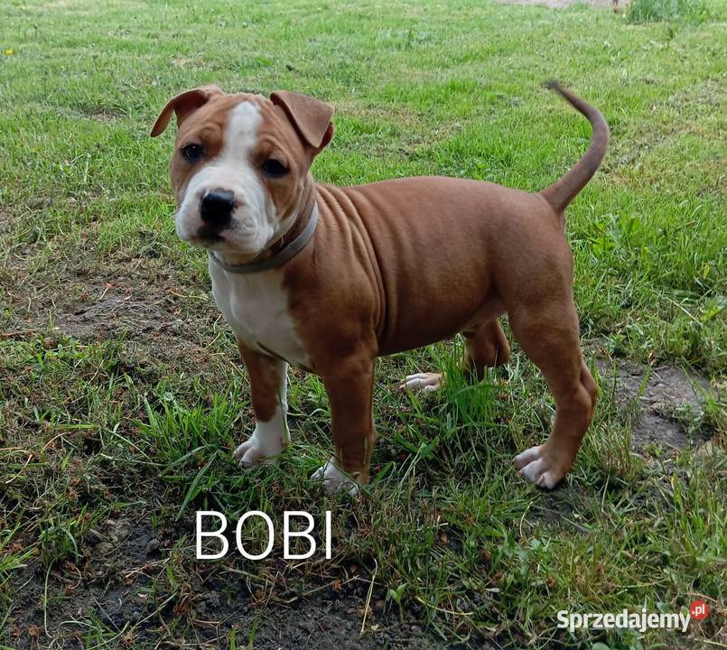 American Staffordshire Terrier Sokoły sprzedam