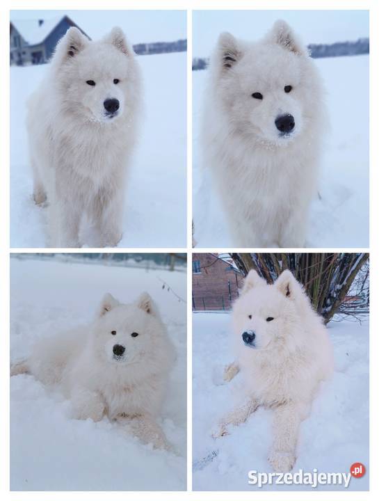 Samoyed piesek 11 miesięcy Olszówka