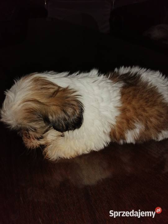 Piękne miniaturowe shih tzu Łomża sprzedam