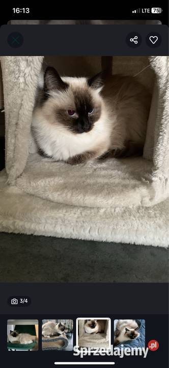 Łagodna kotka Ragdoll Gliwice sprzedam