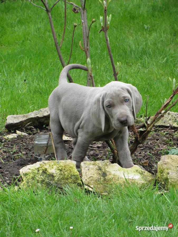 Wyżeł Weimarski szczenięta z rodowodem Zebrzydowice sprzedam