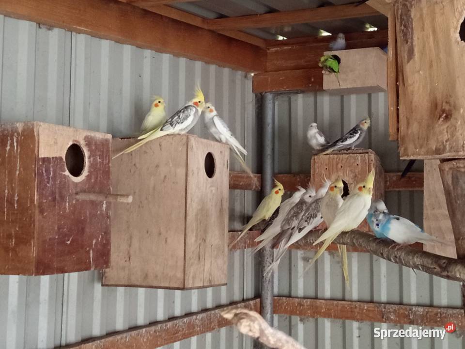 Sprzedam Papugi Potakówka