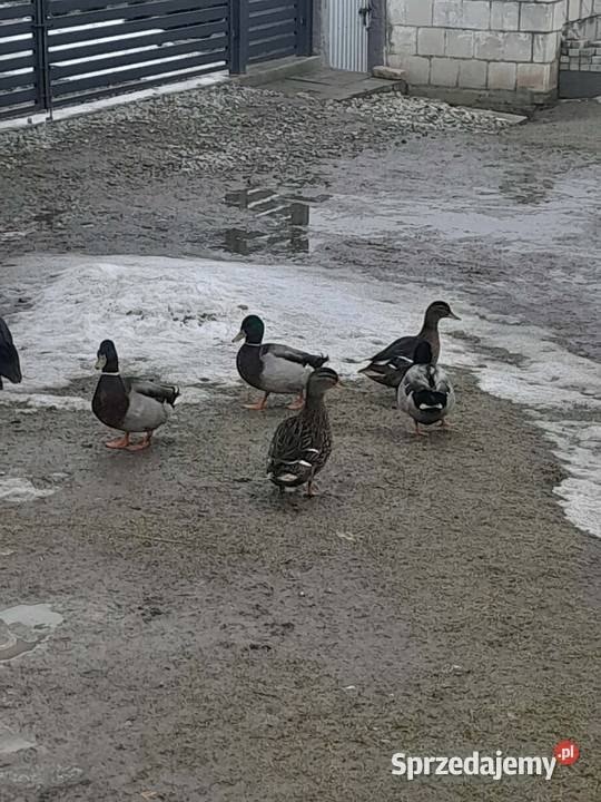 Kaczki Staropolskie kilka sztuk Izbica