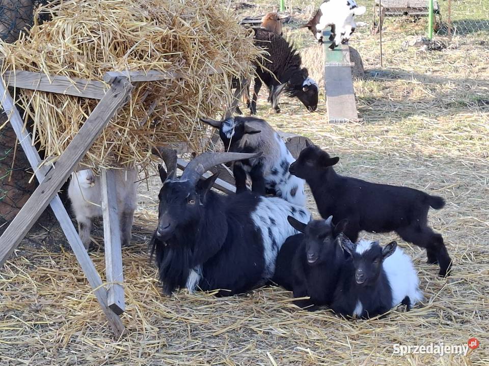 Minikozioł i młode Gorzebądz