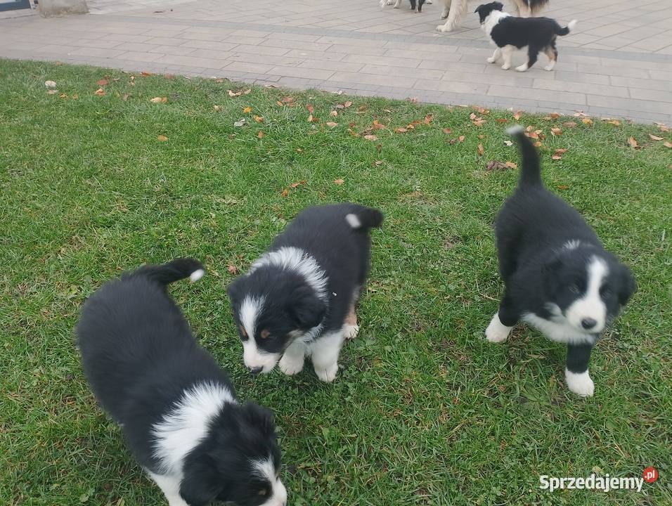 Border Collie Jarocin