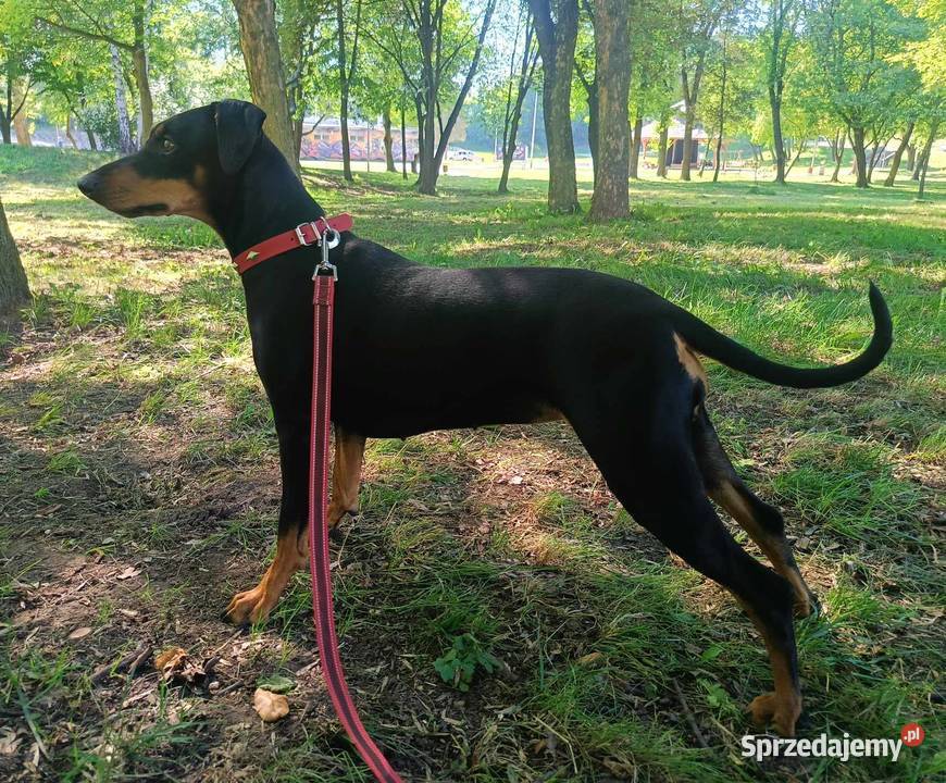 Pinczer średni niemiecki Fdration Cynologique Czeladź