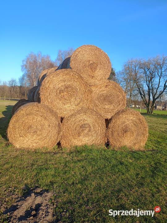 Słoma żytnia i owsiana 160 wielkopolskie Nowa Kaźmierka