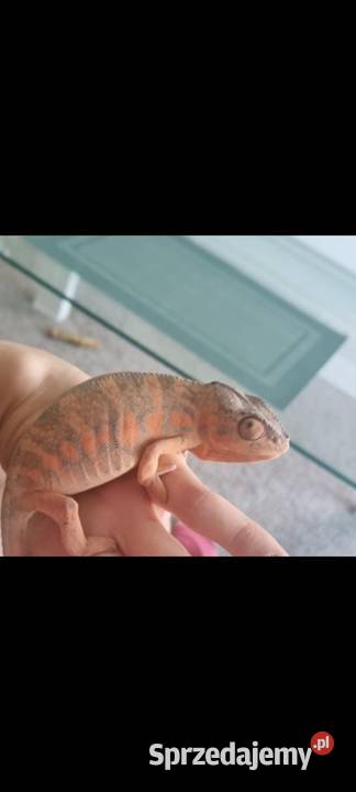 Kameleon lamparci samica Myślenice