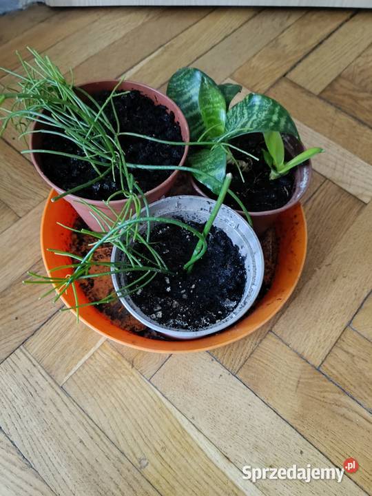 Kwiaty różne odmiany Rośliny Gdańsk