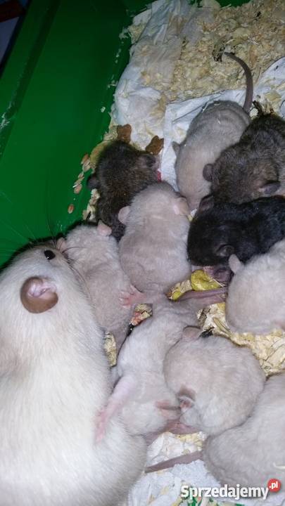 Szczury szczurki syjamskie REX Dumbo agouti śląskie Bytom