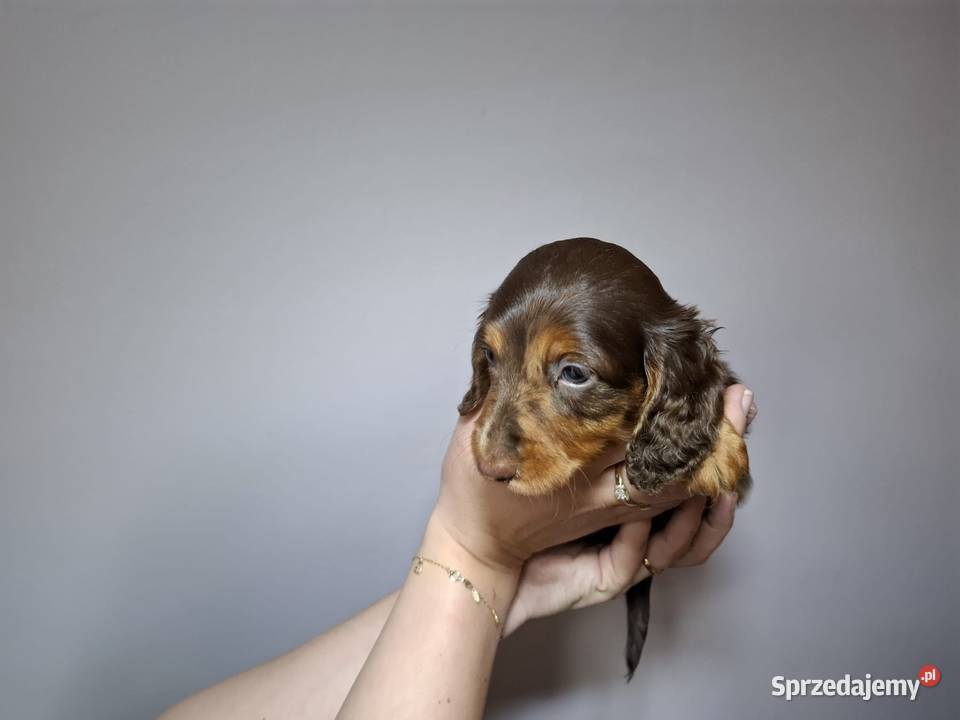 Jamnik długowłosy czekoladowy merle Dauschaund Żychlin