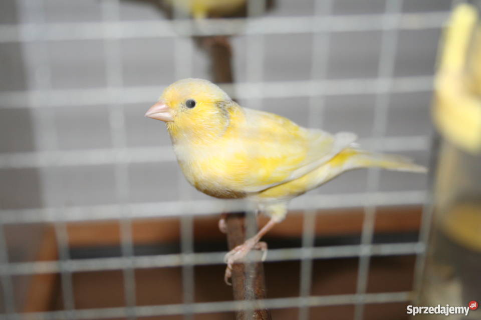 Kanarki Wodnotokowe Sanok sprzedam