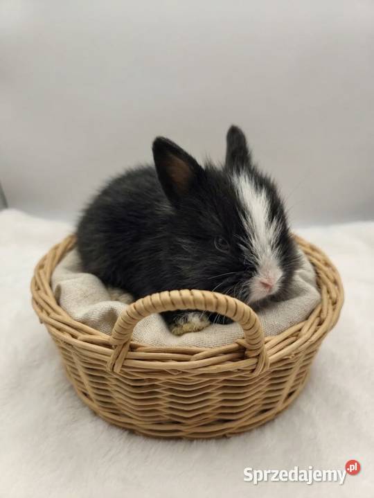 Króliki miniaturowe TEDDY przeurocze oswojone świętokrzyskie Starachowice