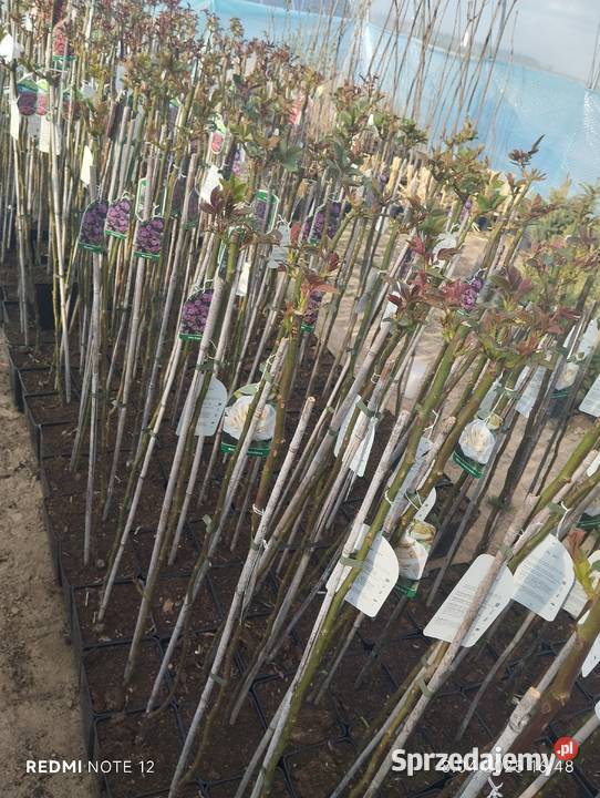 Róża sztamowa Nowy Pożóg