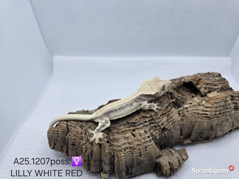 Gekony orzęsione Zawiercie