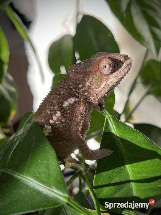 Kameleon lamparci samiczki Tczew