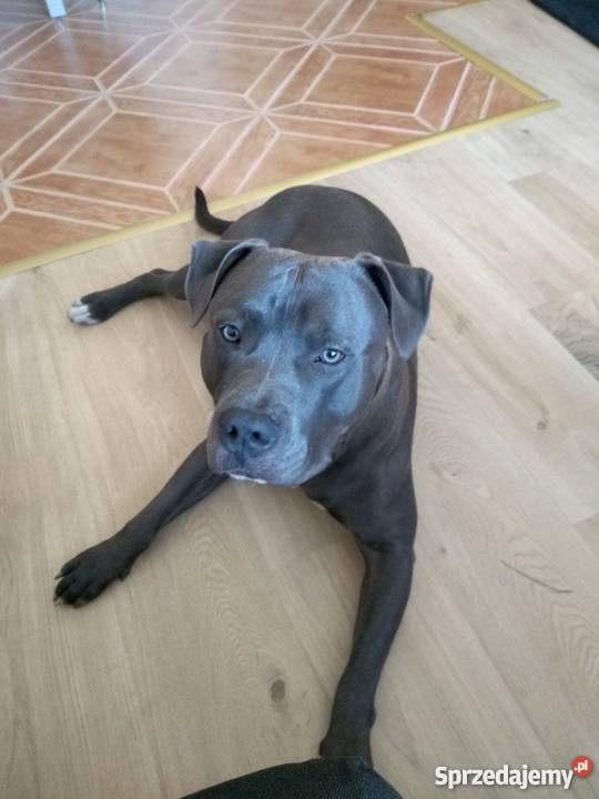 Sprzedam amstaff blue pomorskie Gdańsk