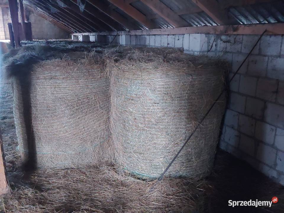 Siano bele 120 sprzedam