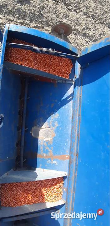 Sprzedam siewnik Fiona pod kukurydzę Fiona Sienno