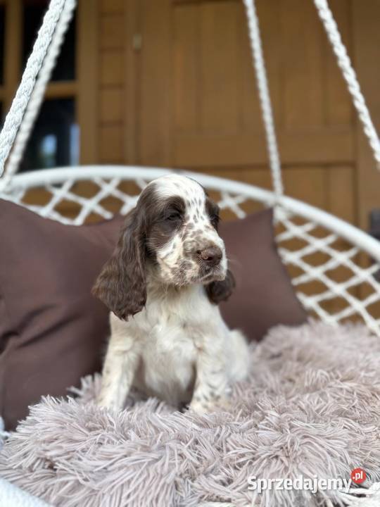 Śliczny piesek Cocker Spaniel Angielski liver Warszawa