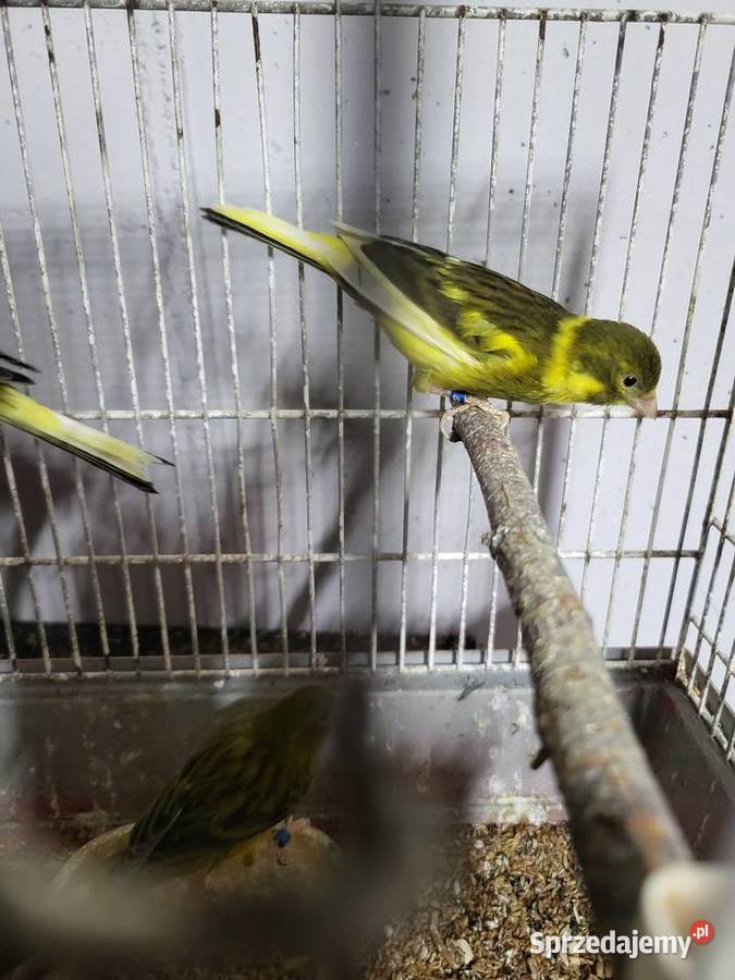 Kanarki hiszpańskie timbradory Wrocław