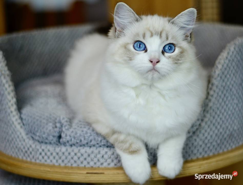 Kotka rasy RAGDOLL Starogard Gdański