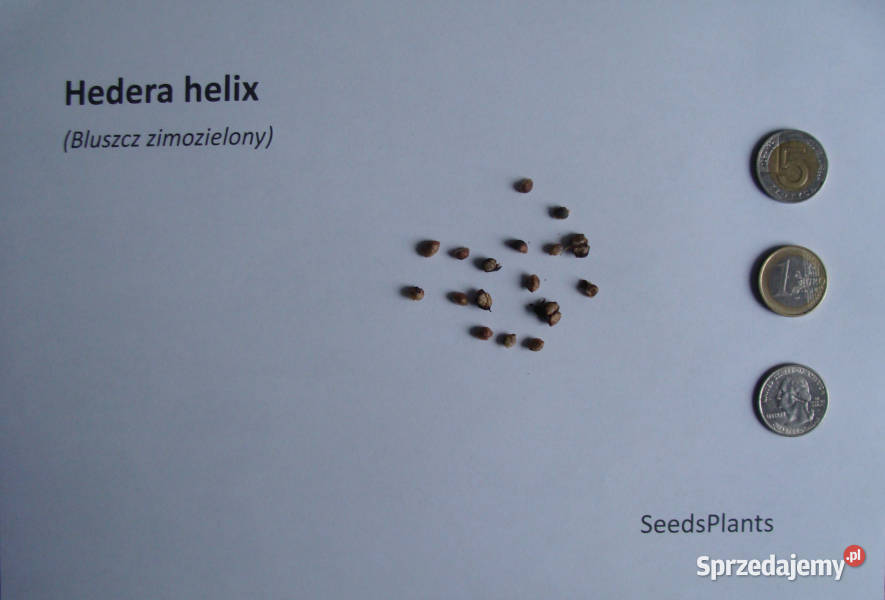 BLUSZCZ ZIMOZIELONY Hedera helix NASIONA 500 Nasiona Lubanie sprzedam