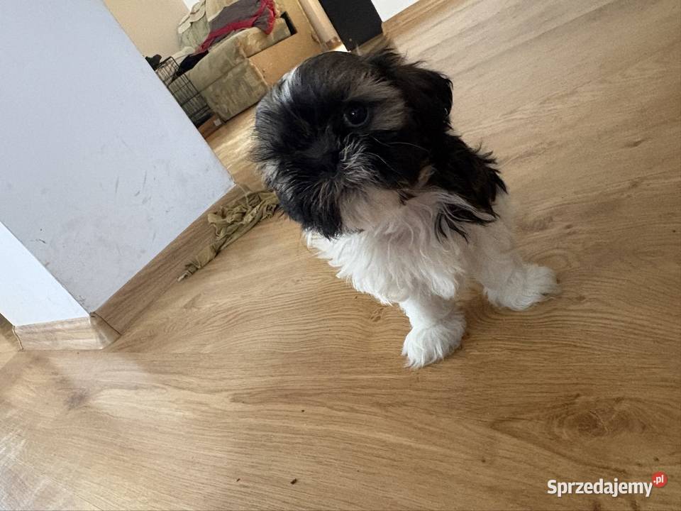 Suczka shih tzu mazowieckie Lipa