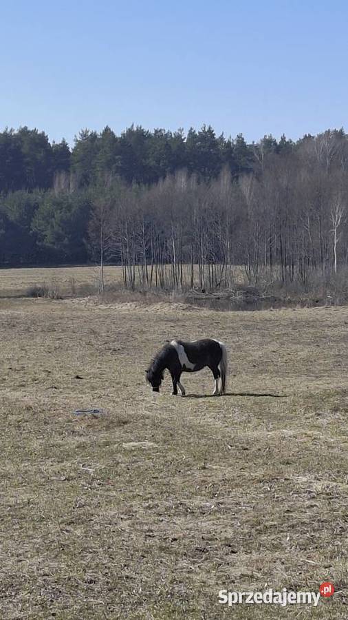Kuc Klacz Biskupiec