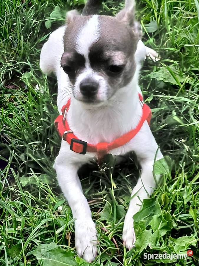 Sprzedam samca chihuahua Kijaszkowo