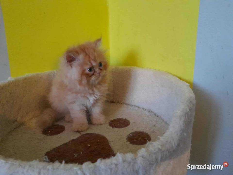 Kocurek perski rudobiszkoptowy Szyk