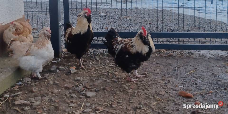 Kogut fawerola Dębica sprzedam