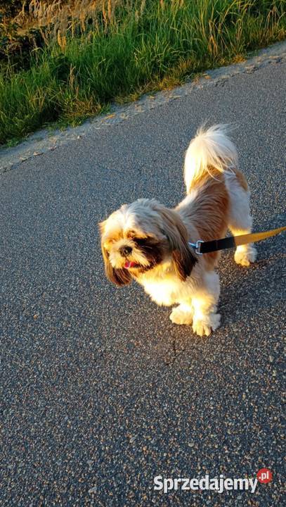 mam ślicznego pieska dorosłego uwielbia dzieci mazowieckie