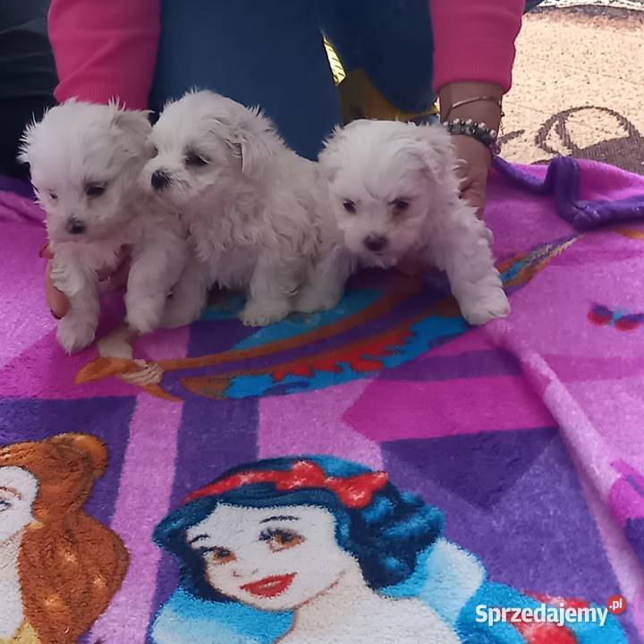 Maltaczki do rezerwacji Reducin