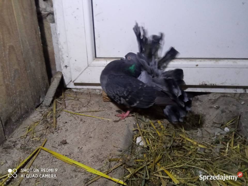 Pawiki czarne na białych ogonach siwe