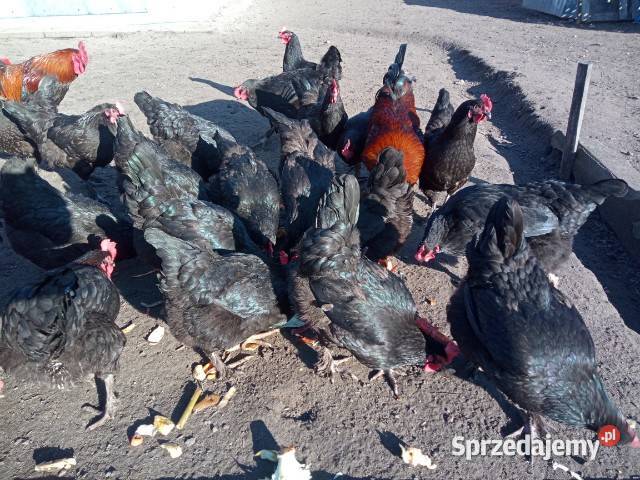 Jaja kury Marans czarny Ryki