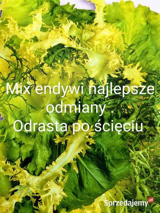 Sałaty świata nasiona główkowe liściowe endywie Kraków sprzedam