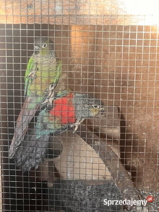 Papugi z domowej hodowli nimfy faliste Ptaki Kraśnik sprzedam