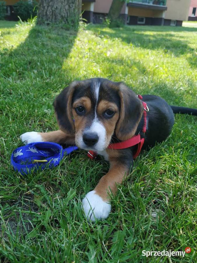 Suczka szczeniak Beagle Łask