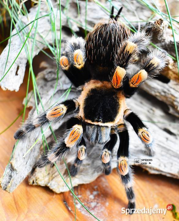 Brachypelma hamorii L2 a także emilia klaasi Pozostałe Głogoczów