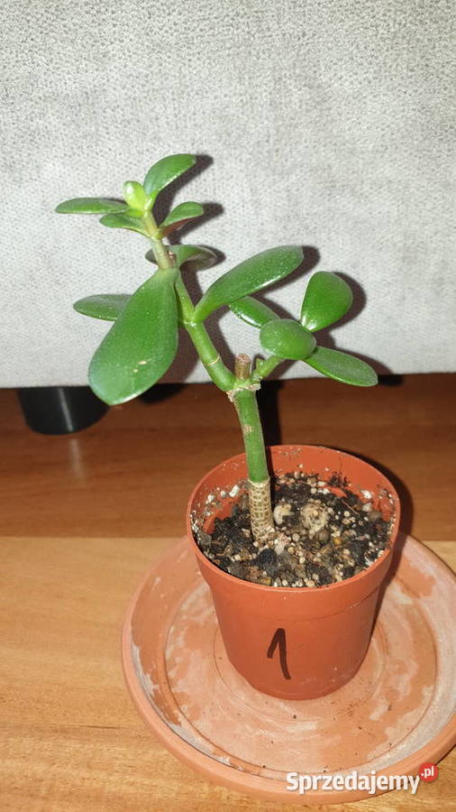 Grubosz crassula roślina rosnąca 1 Warszawa