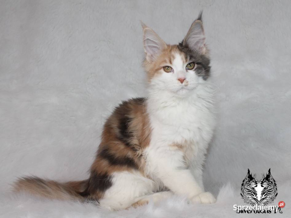 Kocięta Maine Coon kociego behawiorysty Nowa Ruda