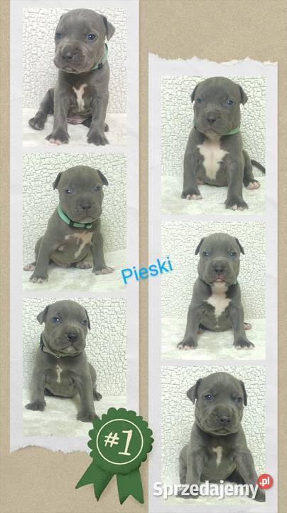 Amstaff American staffordshire terrier Wrocław
