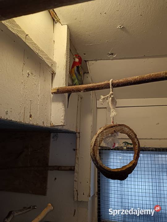 Sprzedam papugi Rozella białolica Mnichy Raszyn