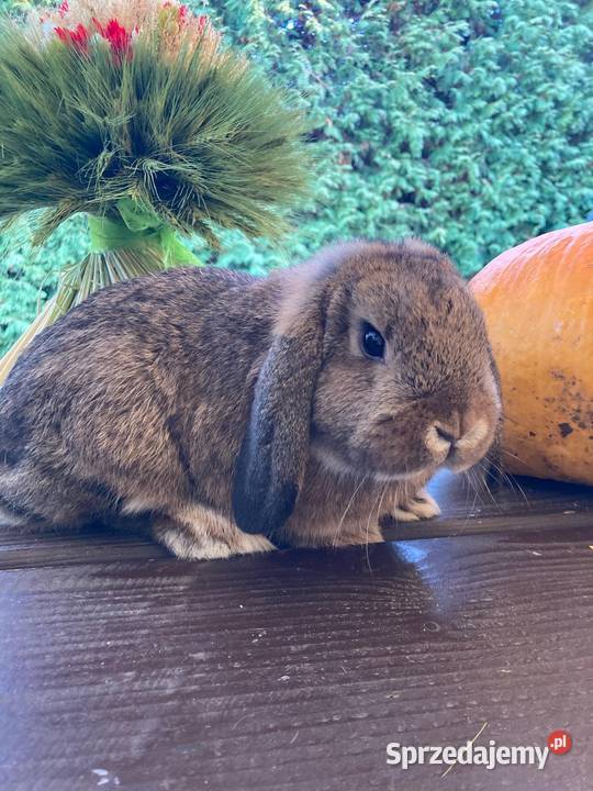 Króliki Mini Lop Gryzonie Jaśliska