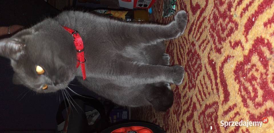 Oddam w rece kota brytyjskiego podkarpackie Lubaczów